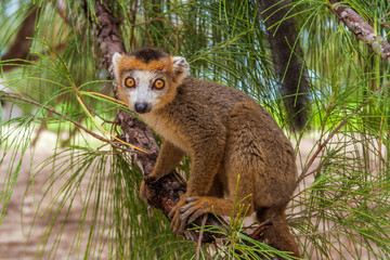 Young crowned lemur © Pierre-Yves Babelon
