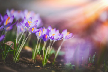 Springtime crocuses at sunbeam, springtime outdoor nature