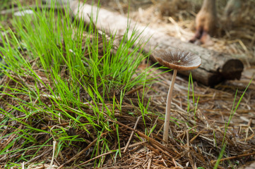 Mushroom