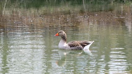 A single domestic goose swimming in water