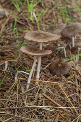 Mushroom