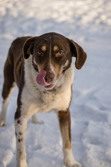 Stray dog in winter. A stray dog in the snow. Portrait of a mixed breed of white-brown dog on a winter street. Portrait of a beautiful dog. Close-up photo of a dog. A dog in the winter forest.