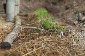 Obraz premium Mushroom