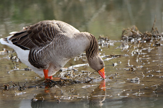 Domestic goose feeding in shallow water in a creek bed