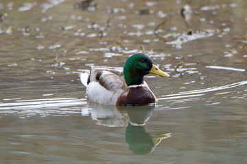 Fototapeta premium Male Mallard duck swimming creating ripples in shallow water