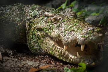 Crocodile