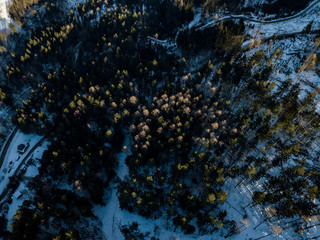 Roads in the cold forest