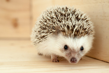 Hedgehog © J.NATAYO