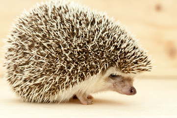 Hedgehog