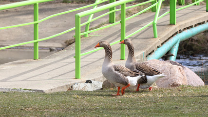 Two domestic geese  proudly walking by a foot bridge