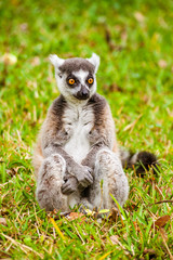 Male Lemur Catta