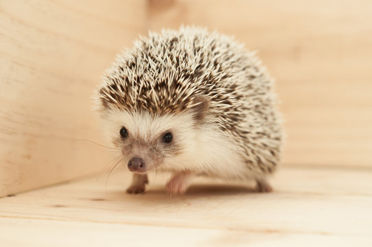 Hedgehog
