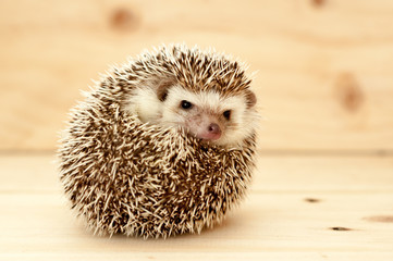 Hedgehog © J.NATAYO