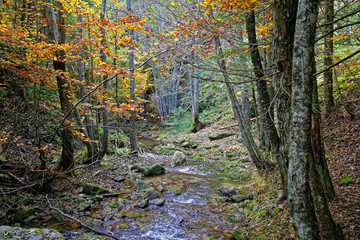 The forest in autumn time in Calabria Italy
