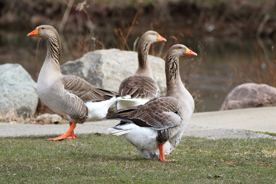 Three domestic geese  proudly walking in a park