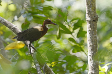 Cuvierralle / Cuvier-Ralle (Dryolimnas cuvieri) in Madagaskar - white-throated rail 