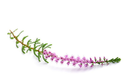 Purple heather flowers