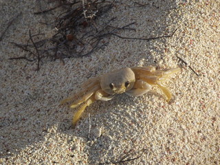 Magnifique petit crabe dans l'eau, Les antilles, Guadeloupe, France