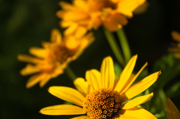 bouquet of bright yellow flowers Heliopsis helianthoides