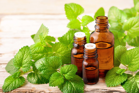 Lemon Balm Essential Oil In The Bottle, With Fresh Leaves