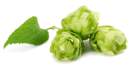 Beer brewing ingredients Hop cones isolated on white background. Beer brewery concept. Beer background