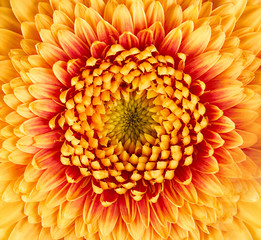 Gerbera flower closeup. many petals