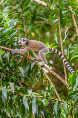 Young Lemur Catta