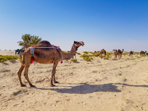 Camel in desert of Saudi Arabia