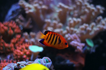 Flame Angelfish (Centropyge loricula) 