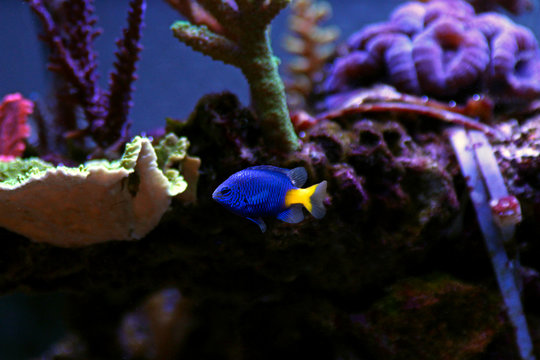 Yellow-tail damsel fish in reef tank