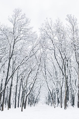 Snow path under bare trees