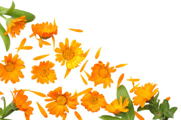 marigold flowers with green leaf isolated on white background ( calendula flower ) top view - obrazy, fototapety, plakaty