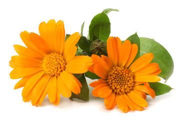 marigold flowers with green leaf isolated on white background ( calendula flower ) - obrazy, fototapety, plakaty