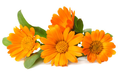 marigold flowers with green leaf isolated on white background ( calendula flower )