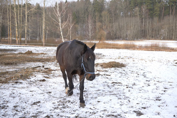 one black horse in the snow