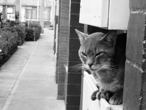 gato herido 