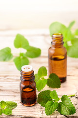 lemon balm essential oil in the bottle, with fresh leaves