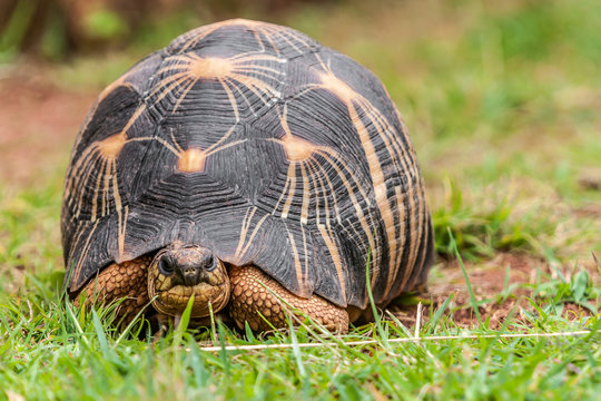 Radiated tortoise