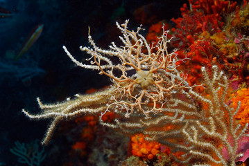 Astrospartus mediterraneus 781_026, Ophiura, ofiura, equinodermo