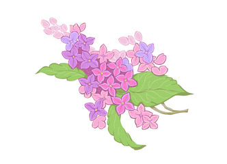 Lilac branch, purple flowers. Vector illustration can be used as romantic background, wedding invitations, greeting cards, postcards, patterns, prints, textile design, package design, wallpaper