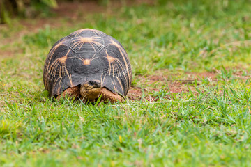 Radiated tortoise