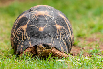 Radiated tortoise