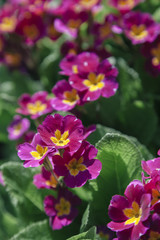 Obraz premium Beautiful purple and yellow pansies. Close up.