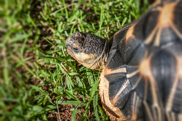 Radiated tortoise
