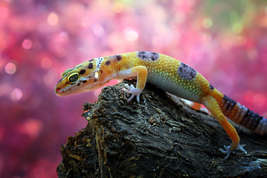 Close-up of a leopard gecko on a rock