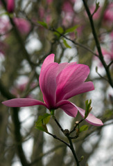 Beautiful Pink Purple Magnolia Blossom