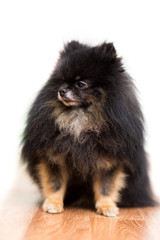Dog of a Pomeranian breed dog of black color sits on the floor, isolated on white
