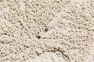 beach crab markings