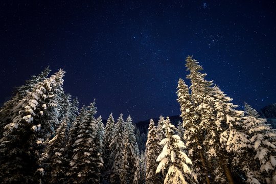 Low angle view of snow covered trees, Zauchensee, Salzburg, Austria
