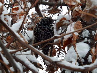 Starling among the snow-covered trees.